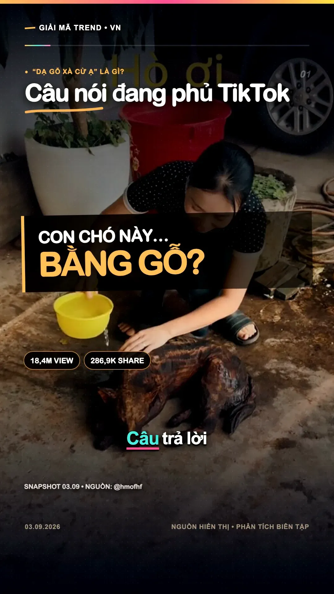 Ảnh bìa: Dạ gỗ xà cừ ạ