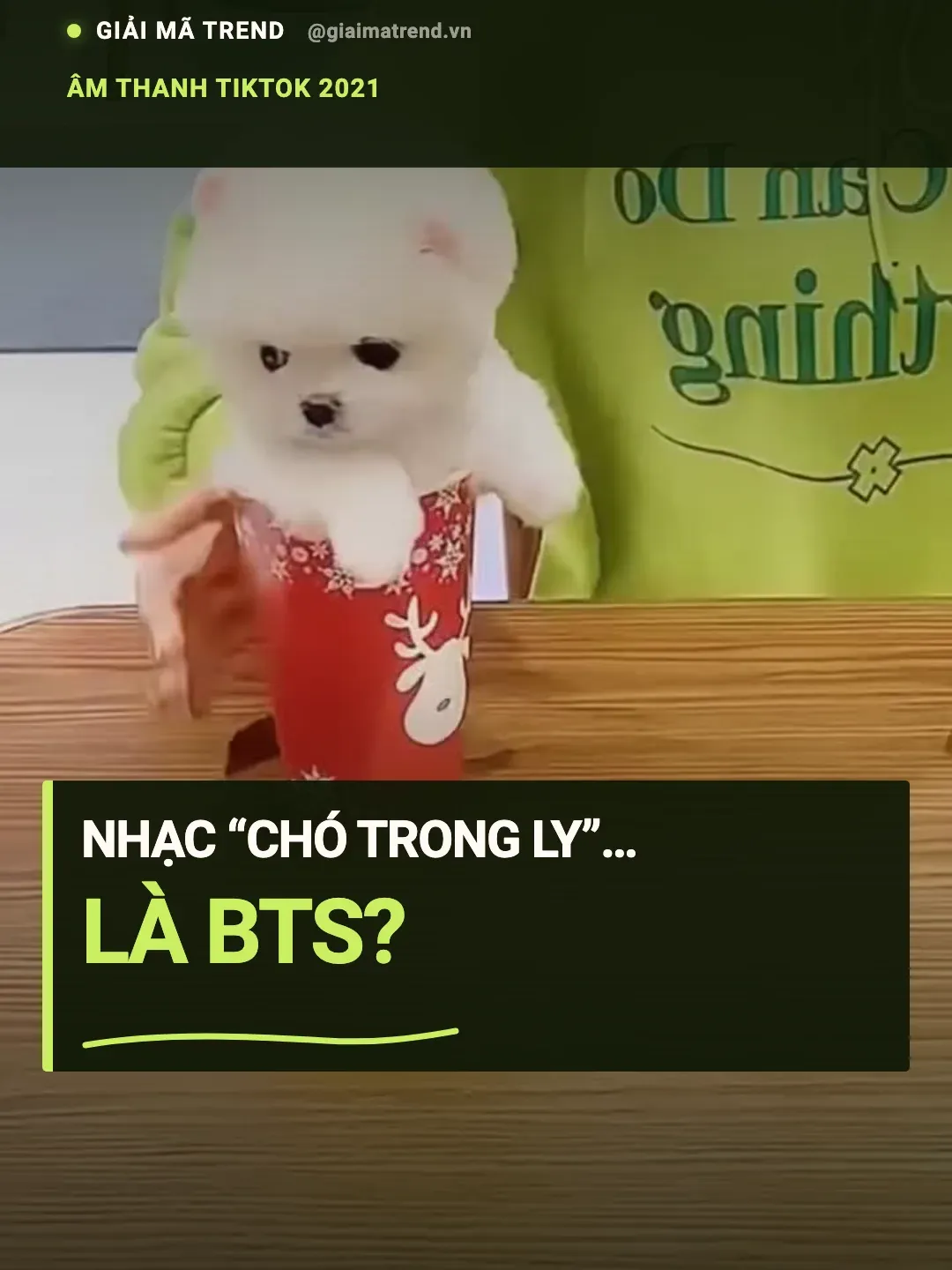 Ảnh bìa: Nhạc chó trong ly